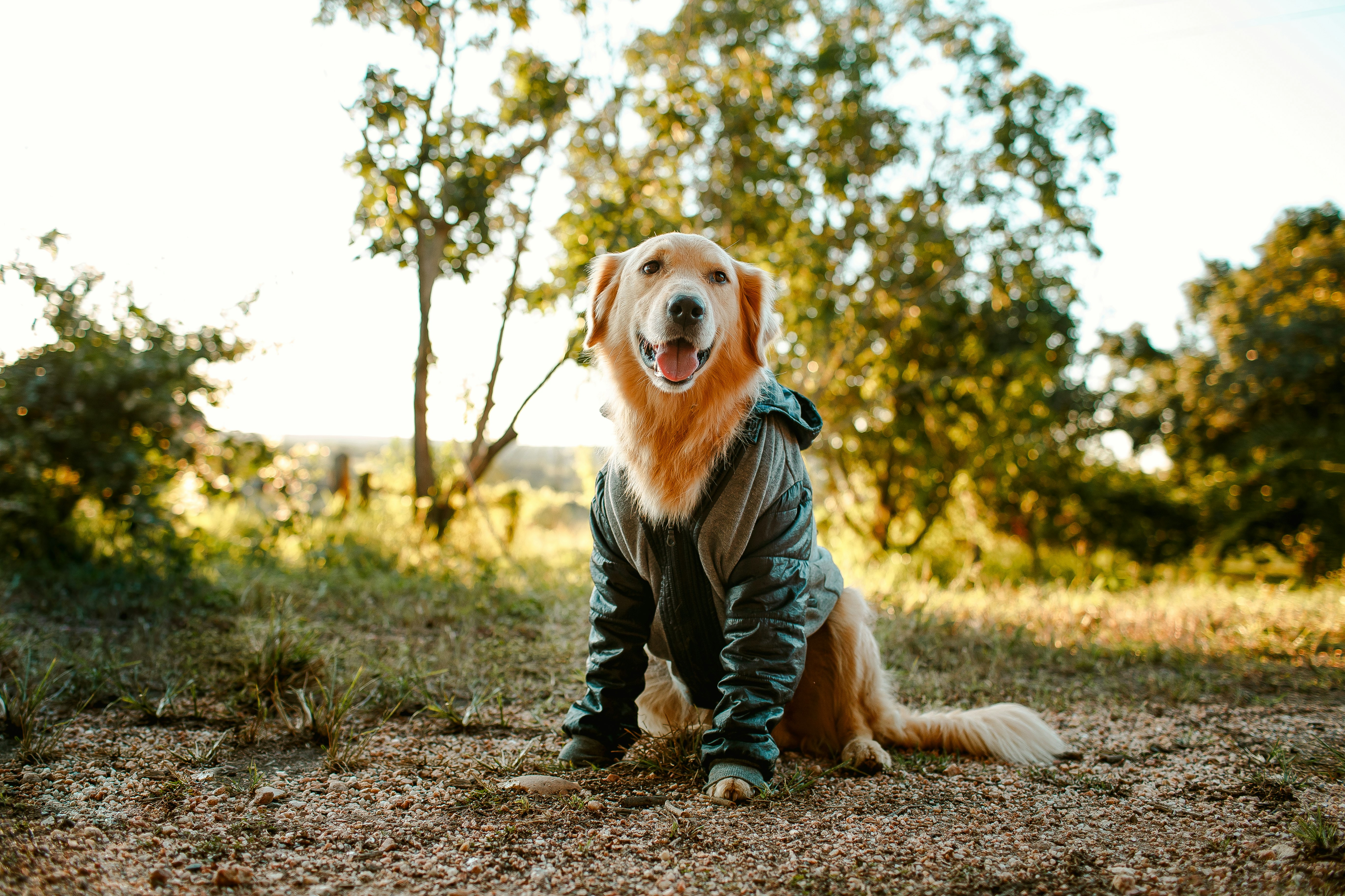 golden retriever sitting on ground during daytime